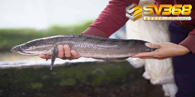 Ý nghĩa giấc mơ thấy cá lóc theo tình huống cụ thể